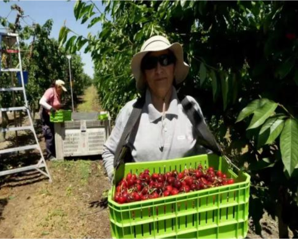 Imported fruit and domestic direct picking business